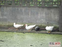 娱乐吃瓜鹅鸭,吃瓜鹅鸭带你探秘明星幕后故事